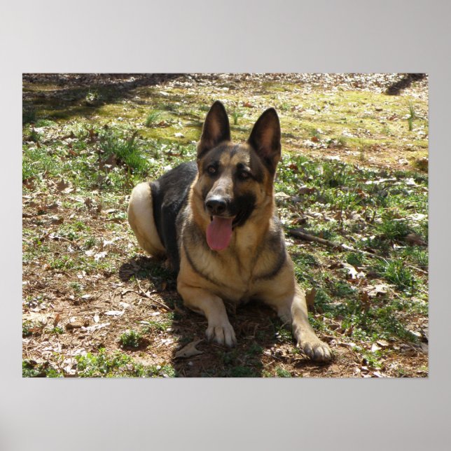 Poster german shepherd (Frente)
