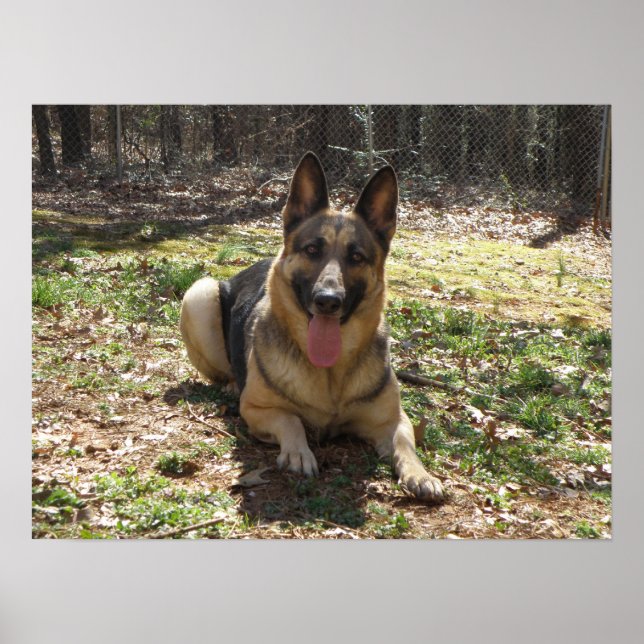 Poster german shepherd (Frente)