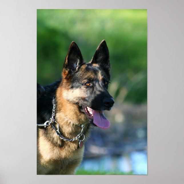 poster german shepherd (Frente)