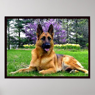 Poster German-Shepherd