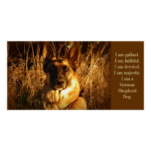 Pôster German shepherd