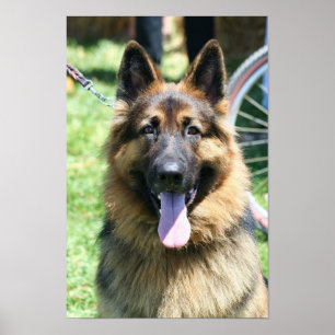 poster german shepherd