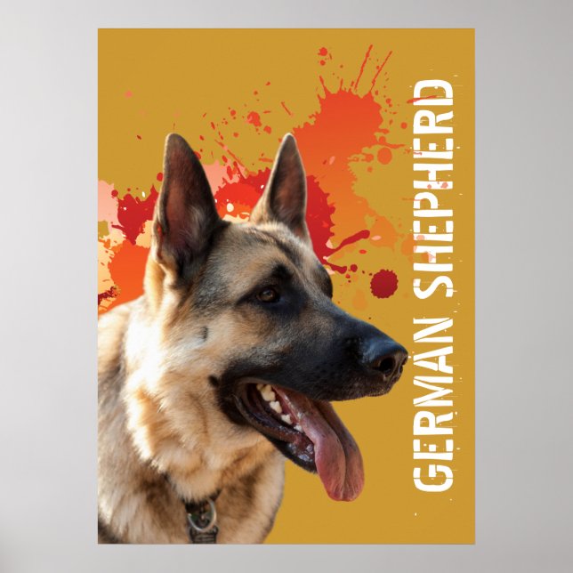 Pôster German shepherd (Frente)