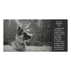 Pôster German shepherd