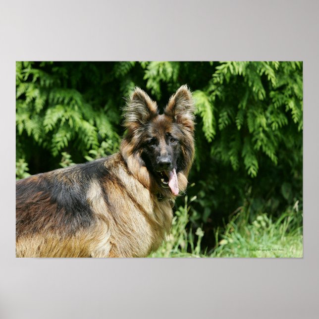 Pôster German shepherd 1 De Cabelo Longo Marrom (Frente)