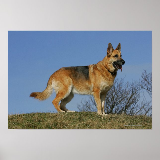 Pôster German shepherd 2 De Cabelo Longo Marrom (Frente)