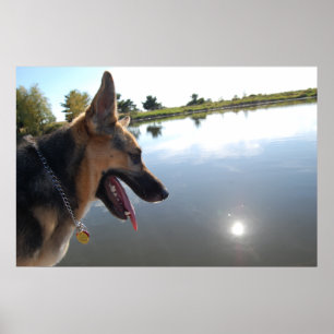 Poster german shepherd/Aproveitando a visualização
