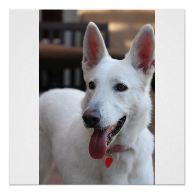 Pôster german shepherd branco (Frente)
