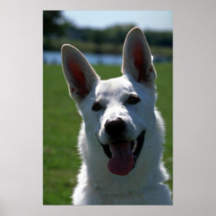 Pôster German shepherd branco