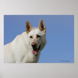 Pôster German shepherd branco