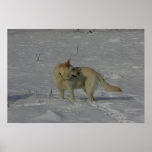 Pôster German shepherd branco na neve