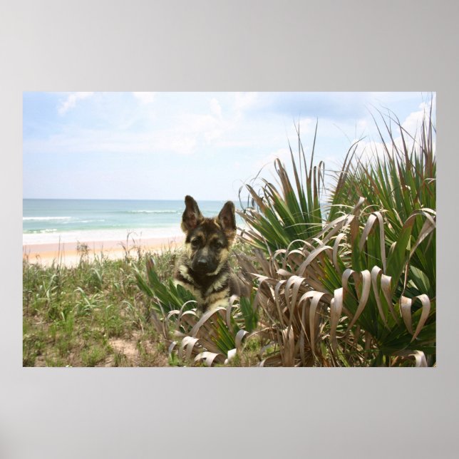 Poster German shepherd Capim (Frente)