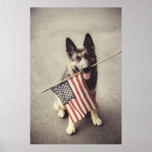 Poster german shepherd com sinalizador dos EUA