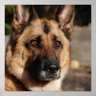 Poster German shepherd de Alerta