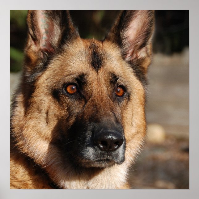 Poster German shepherd de Alerta (Frente)