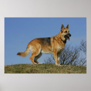 Pôster German shepherd de cabelos compridos 2 de Brown