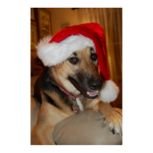 German shepherd de Natal