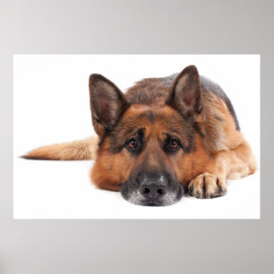 Poster German shepherd deitado sobre um fundo branco