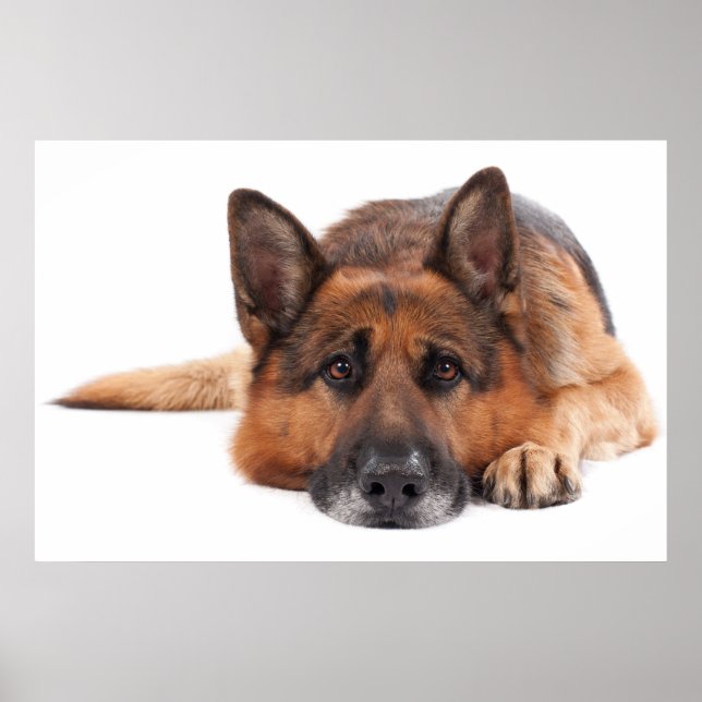 Poster German shepherd deitado sobre um fundo branco (Frente)