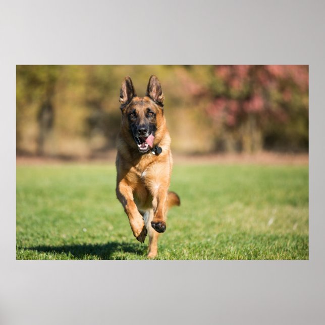 Poster German shepherd em execução (Frente)