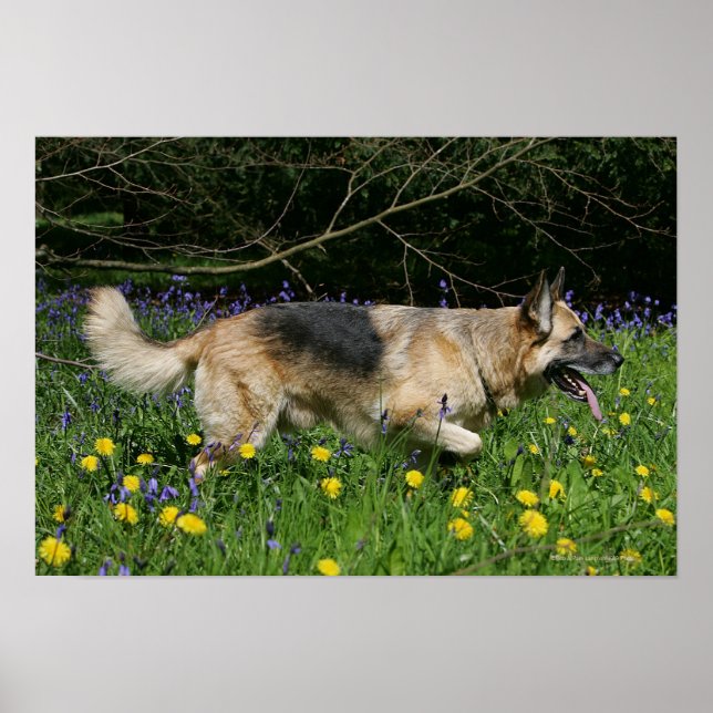Poster German shepherd em Flores Amarelas (Frente)