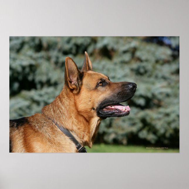Poster German Shepherd Headshot 1 (Frente)