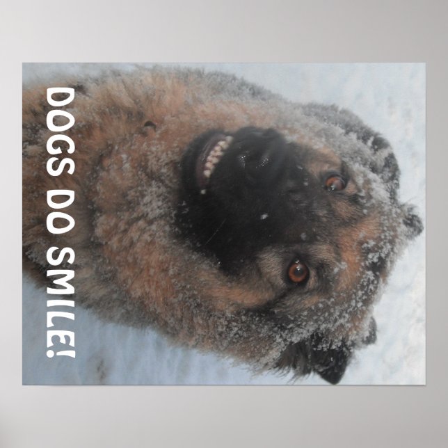 Poster German Shepherd In The Snow Smiling (Frente)