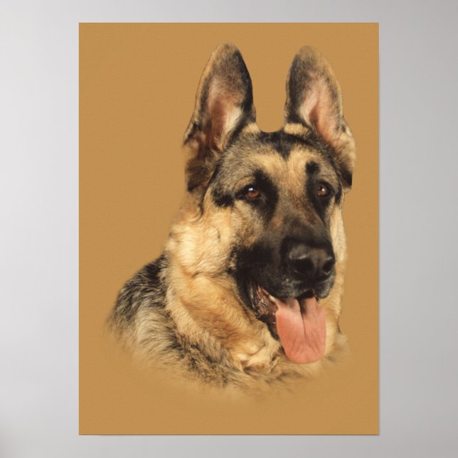 Poster German shepherd Muito Bonito (Frente)