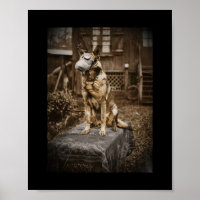 German shepherd na máscara de gás