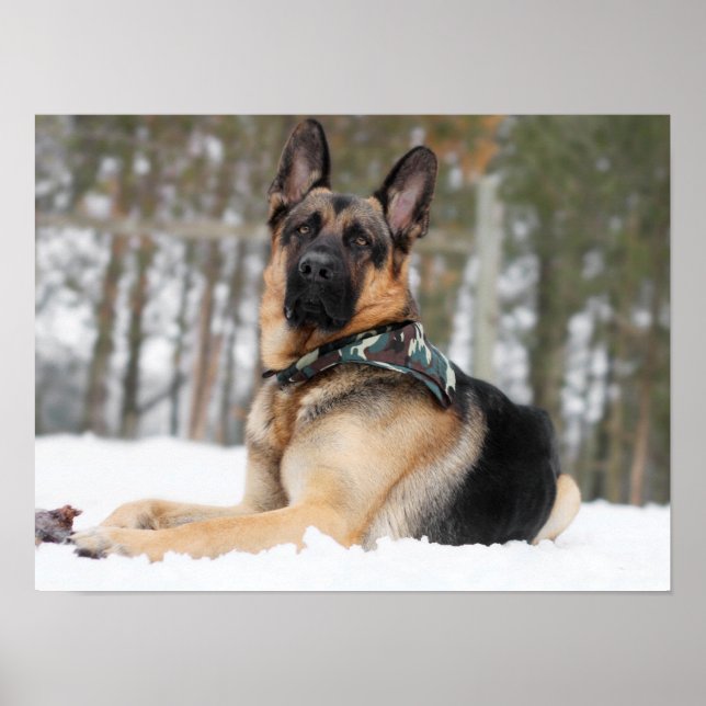 Poster German shepherd Na Neve (Frente)