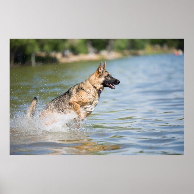 Poster German shepherd Passa Para A Água (Frente)