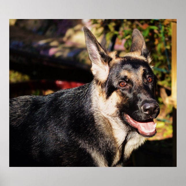 Poster German shepherd por Shirley Taylor (Frente)