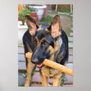 Poster German shepherd por Shirley Taylor