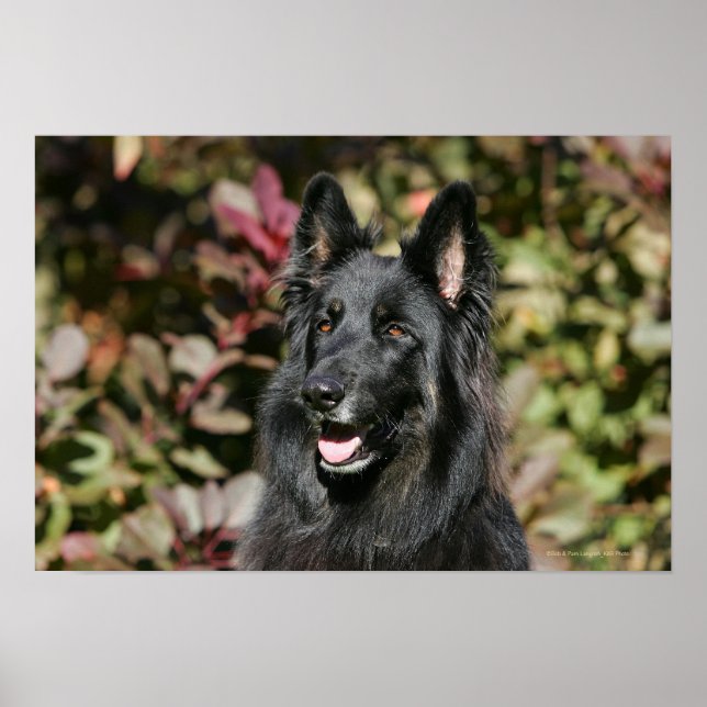Pôster German shepherd Preto Longo (Frente)