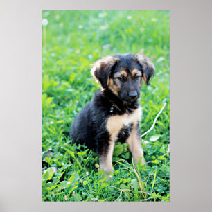 Poster German Shepherd Puppy