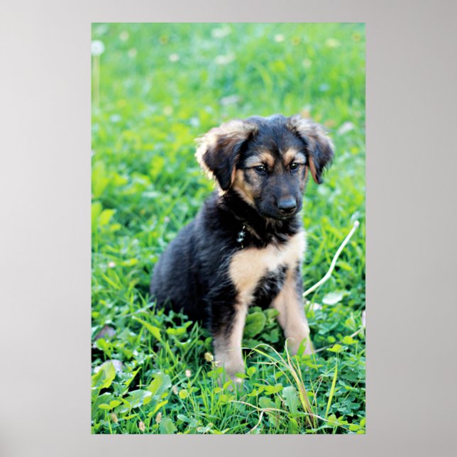Poster German Shepherd Puppy (Frente)