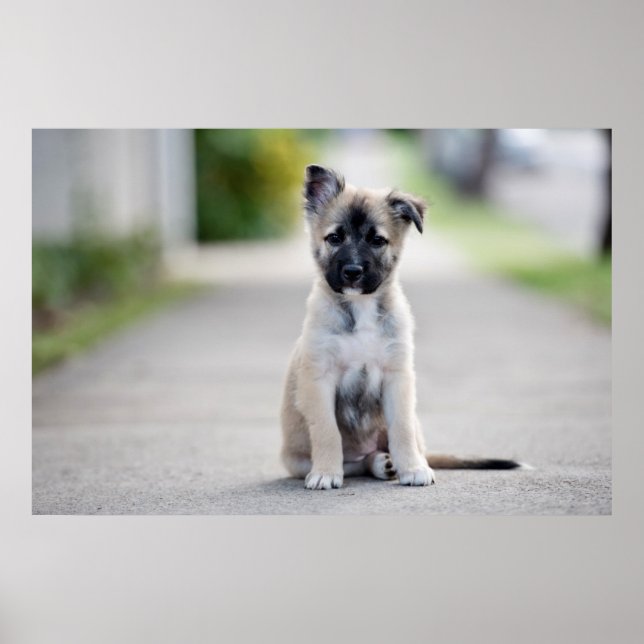 Poster German shepherd Puppy no caminho (Frente)