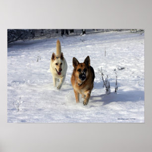 Pôster German shepherd que funcionam na neve