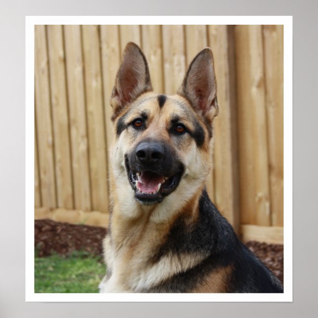 Pôster German Shepherd Sitting Alert (Frente)