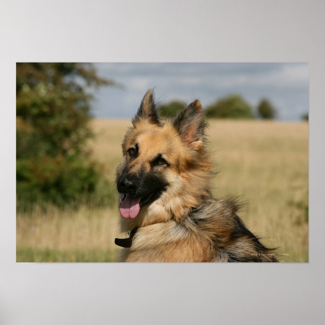 Pôster German Shepherd Sticking Tongue Out (Frente)