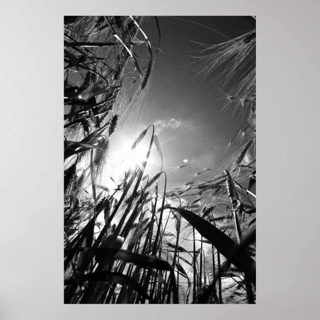 Pôster Getreide Schwarz Weiß (Frente)