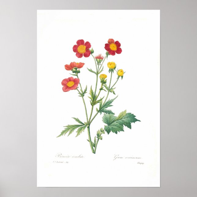 Poster Geum coccineum (Frente)