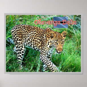 Poster GHEPARD Okavango Delta -