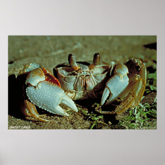 Pôster Ghost Crab