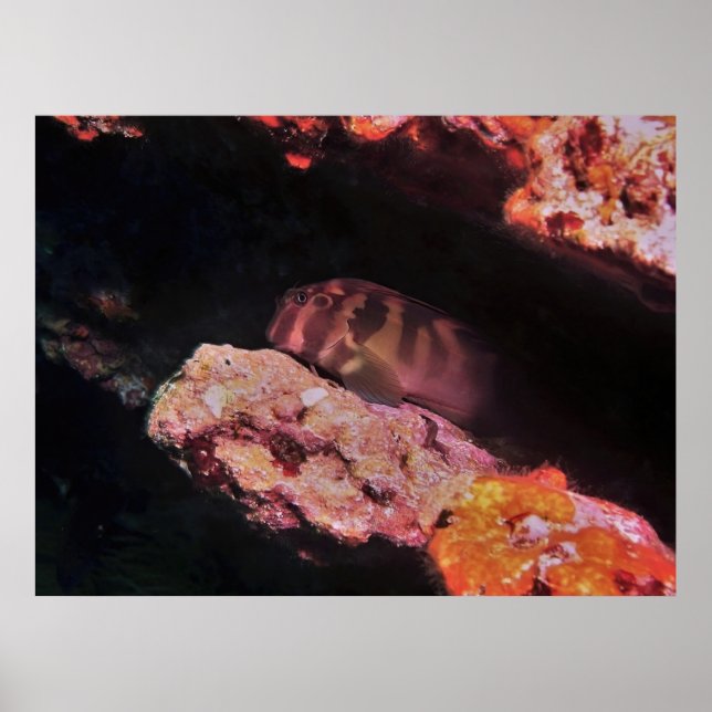 Poster Giant Blenny (Frente)