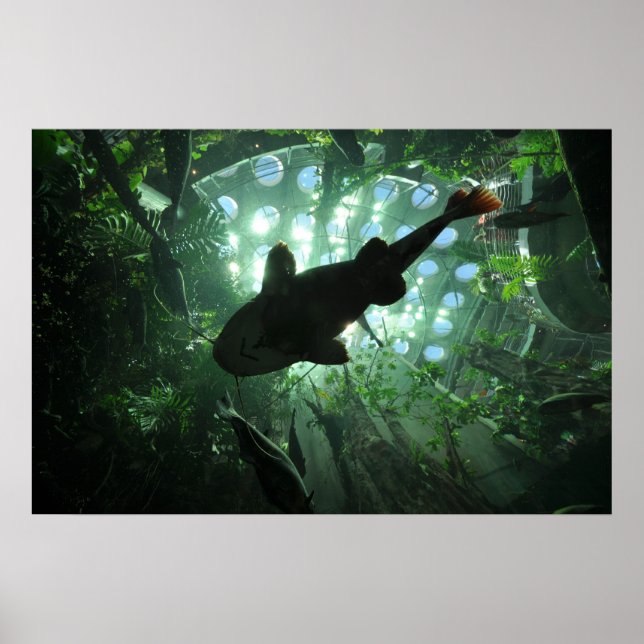 Poster Giant Catfish (Frente)