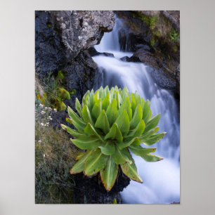 Poster Giant Groundsel Ou Dendrosenecio 2