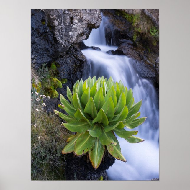 Poster Giant Groundsel Ou Dendrosenecio 2 (Frente)