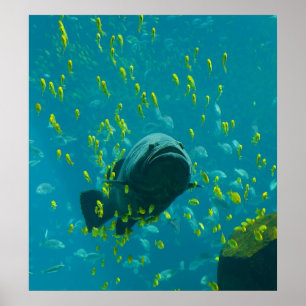 Pôster Giant Grouper Epinephelus Lanceolatus