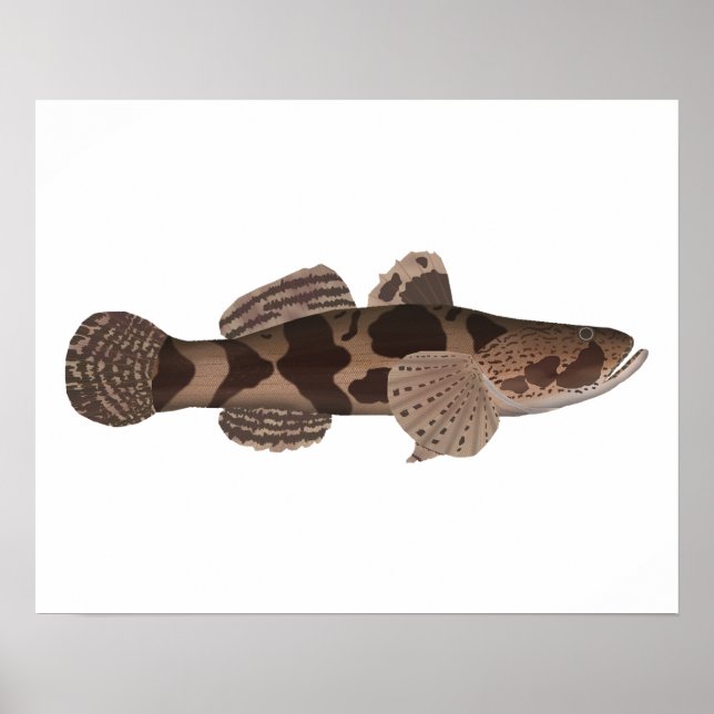 Poster Giant Gudgeon (Frente)